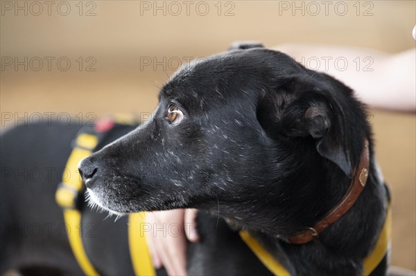 Domestic dog (Canis lupus familiaris), black, female, older, grey muzzle, brown eyes, being hugged carefully by a child, animal welfare dog, with double guard, looking to the left, yellow harness, close-up, background light brown blurred, Hesse, Germany, Europe