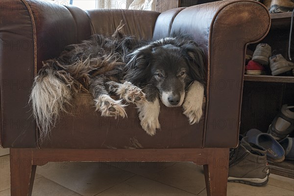 Old, tired Border Collie in his leather armchair, Mecklenburg-Vorpommern, Germany, Europe