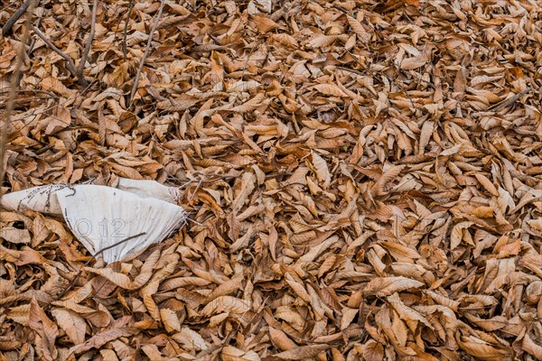 A carpet of dry brown leaves scattered on the ground, in South Korea