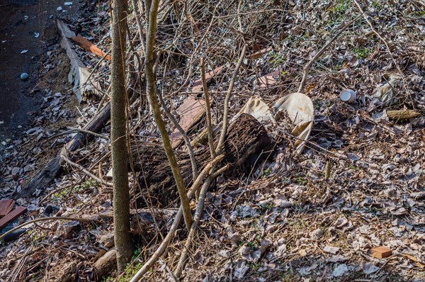 Wooden debris and twigs among leaf litter in a natural outdoor setting, in South Korea