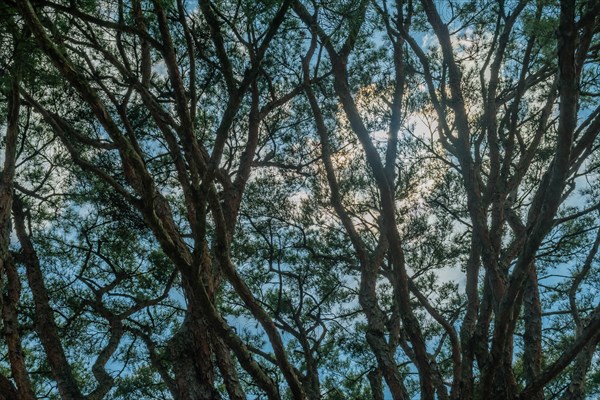 View of a blue sky through the dense, interlaced branches of green trees, in South Korea