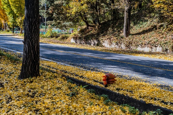 Autumn leaves scattered along a curbside next to a tree and sidewalk, in South Korea