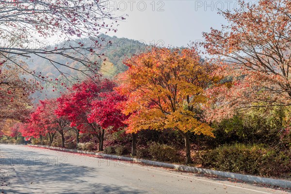 A serene street lined with trees showcasing spectacular fall foliage against a clear sky, in South Korea