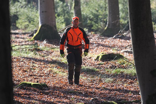 Wild boar (Sus scrofa) Hunting assistant, so-called driver, in safety clothing, Allgaeu, Bavaria, Germany, Europe