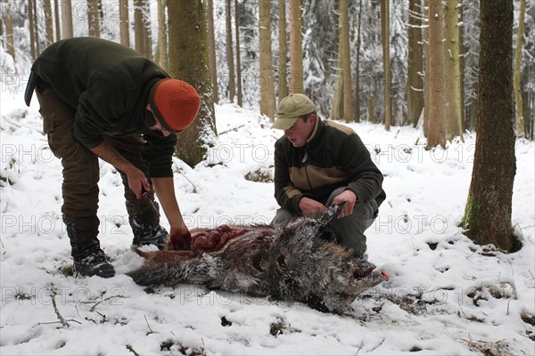 Wild boar hunt, hunters dismantling a wild boar (Sus scrofa) in the snow, Allgaeu, Bavaria, Germany, Europe