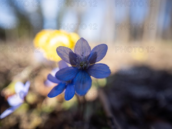 Liverwort (Hepatica nobilis), coltsfoot (Tussilago farfara) behind, Leoben, Styria, Austria, Europe