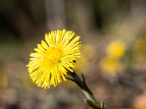 Coltsfoot (Tussilago farfara), Leoben, Styria, Austria, Europe