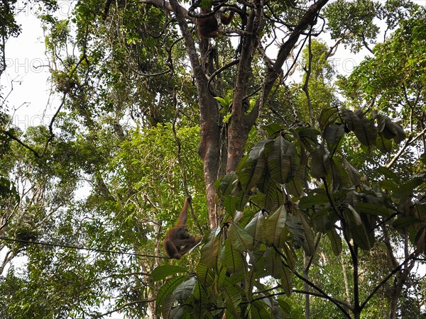 Semenggoh Nature Reserve, Pongo pygmaeus, sarawak, malaysia