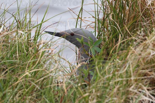 Black-throated loon (Gavia arctica) on the nest, well hidden by the water, Lapland, Norway, Scandinavia, Europe