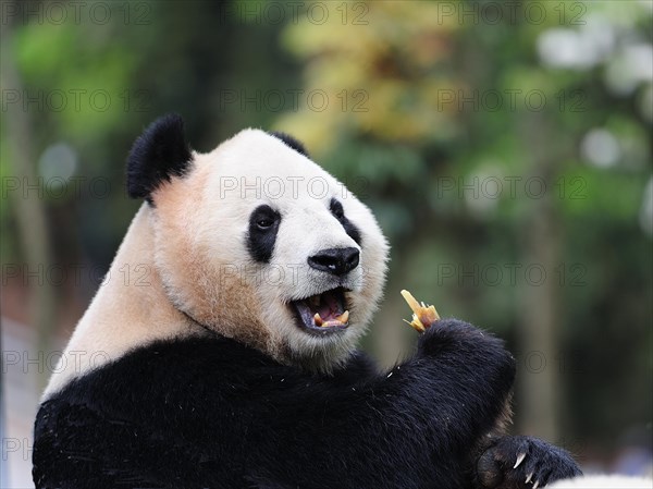 Bifengxia Panda Center, sichuan, china