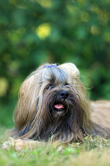 Lhasa Apso