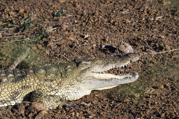 Nile crocodile (Crocodylus niloticus) Mziki Private Game Reserve, North West Province, South Africa, Africa