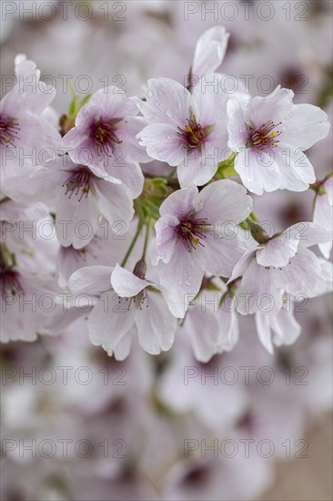 Japanese cherry (Prunus serrulata), Emsland, Lower Saxony, Germany, Europe