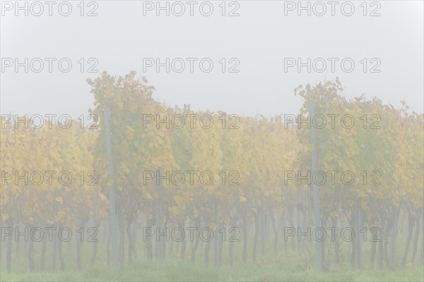Vines, grapevines with autumn leaves in dense fog, Moselle, Rhineland-Palatinate, Germany, Europe