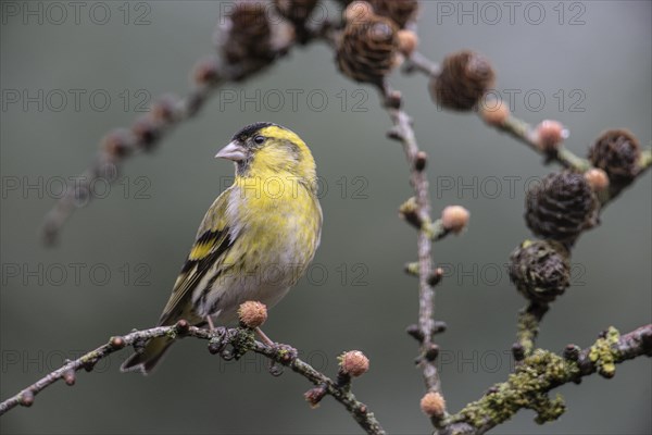 Eurasian siskin (Carduelis spinus), Emsland, Lower Saxony, Germany, Europe