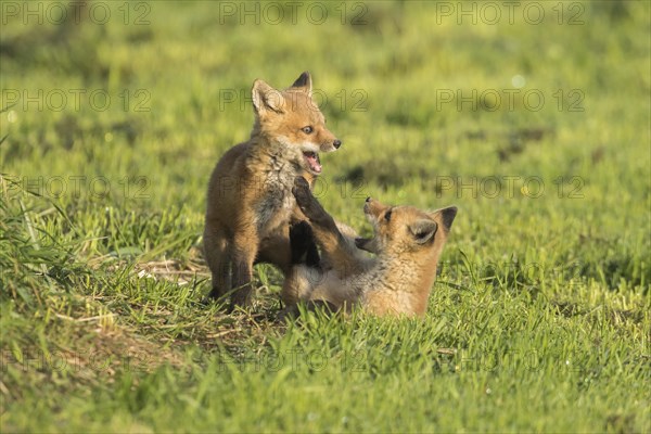 Red fox. Vulpes vulpes. Red fox cubs playing together in a meadow. Province of Quebec. Canada