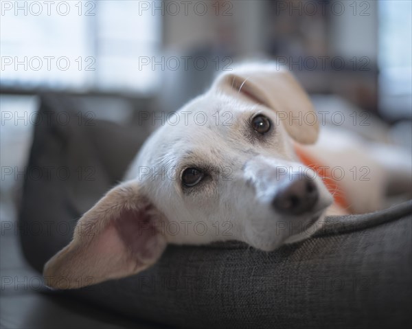 Domestic dog (Canis lupus familiaris), light coat, female, young, animal welfare dog, lying in a grey basket and looking upwards, close-up of the head, orange harness, background living room, blurred, Hesse, Germany, Europe