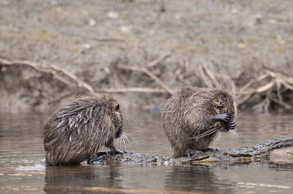 Two nutria (Myocastor coypus), wet, standing on a branch lying in the water, one nutria keeps its face covered with its paws, hiding, profile view, background blurred riverside vegetation, Rombergpark, Dortmund, Ruhr area, Germany, Europe