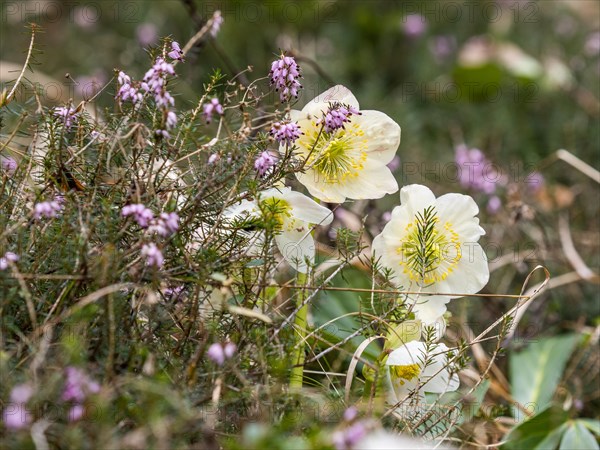 Christmas rose (Helleborus niger), near Tragoess, Styria, Austria, Europe