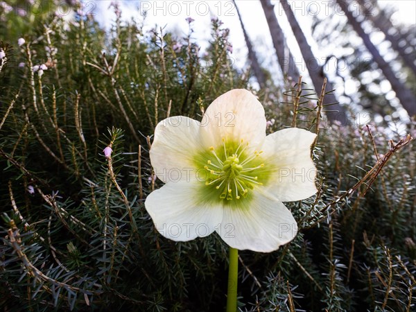 Christmas rose (Helleborus niger), near Tragoess, Styria, Austria, Europe