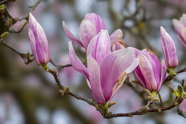 Blossoms of a magnolia (Magnolia), magnolia x soulangeana (Magnolia xsoulangeana), magnolia blossom, Offenbach am Main, Hesse, Germany, Europe