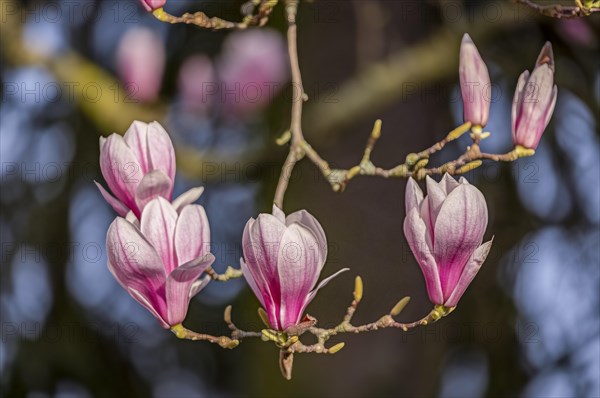 Blossoms of a magnolia (Magnolia), magnolia x soulangeana (Magnolia xsoulangeana), magnolia blossom, Offenbach am Main, Hesse, Germany, Europe