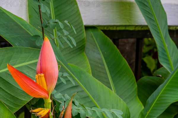 A vibrant banana blossom emerging among lush green tropical leaves, in Chiang Mai, Thailand, Asia