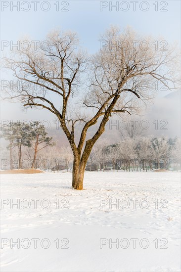 Winter landscape large leafless tree with frost on branches in middle of field covered with snow. Evergreen trees in background under an overcast sky in Daejeon, South Korea, Asia