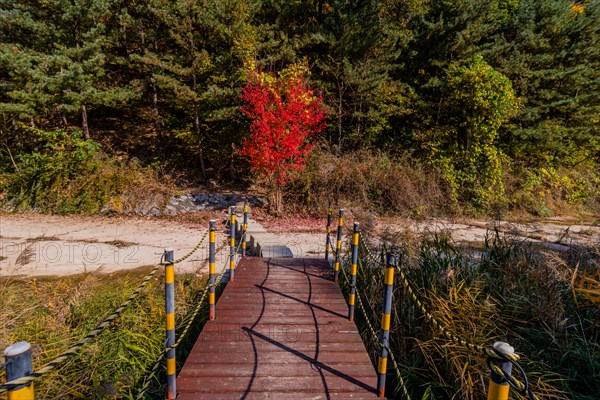 A tranquil footbridge leads to a vibrant red bush among green pines in an autumn setting, in South Korea