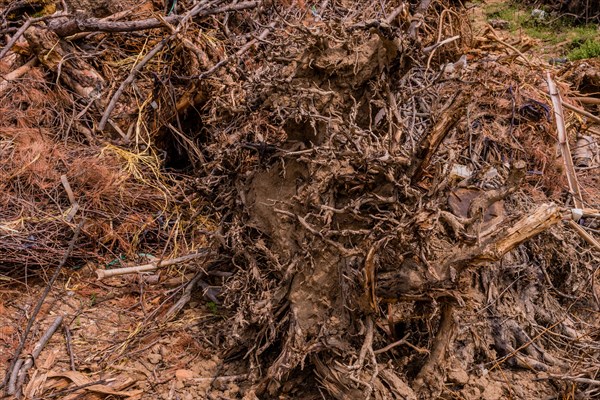 Uprooted tree with exposed twisted roots and surrounding earth, in South Korea