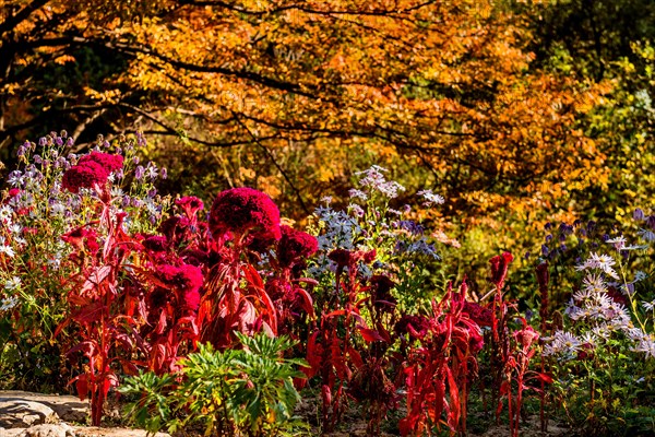 Intensely colored red and purple flowers against a vivid yellow autumn foliage backdrop, in South Korea