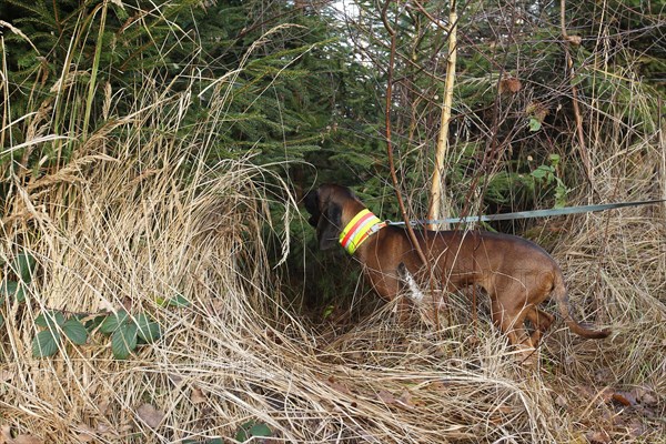 Hunting dog, Bavarian Mountain Hound barking at wild boar (Sus scrofa) in a thicket, Allgaeu, Bavaria, Germany, Europe