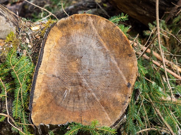 Visualisation of the annual rings in felled wood, Jassing, Styria, Austria, Europe