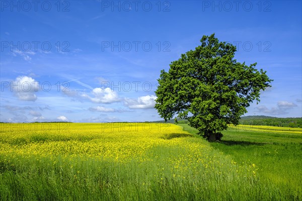 Single tree at the edge of a field, right between a flowering rape field and a meadow, in West Lusatia, Saxony, Germany, Europe