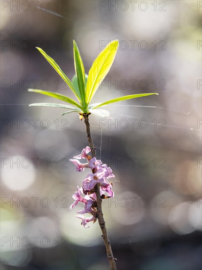 Mezereon (Daphne mezereum), Leoben, Styria, Austria, Europe