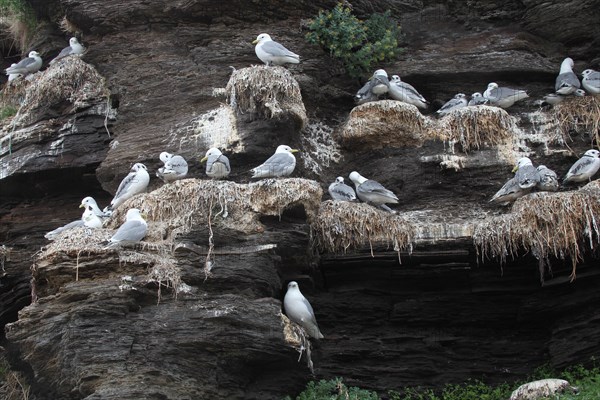 Black-legged kittiwakes (Rissa tridactyla) Old and young birds at the nest, Ekkeroy rock on the Barents Sea, northern Norway, Norway, Scandinavia, Europe