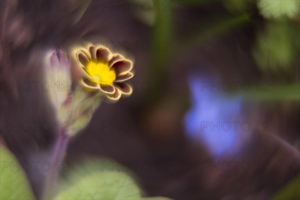 Close-up of a primrose (Primula), picturesque, impressionistic, Hesse, Germany, Europe