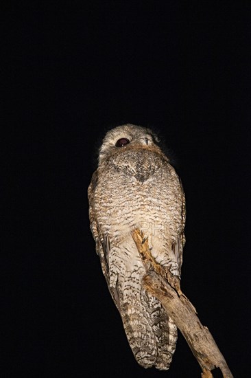 Great potoo (Nyctibius grandis) Pantanal Brazil