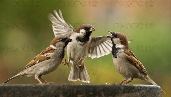 Animals, bird, sparrow, house sparrow, Passer domesticus, three sparrows fighting with each other, AI generated