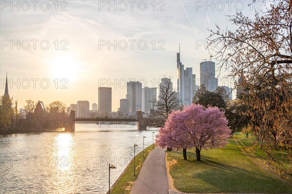 Romantic cherry blossoms, almond blossoms by the river, with a view of the skyline in the evening at sunset. Financial district with lots of nature in Frankfurt am Main, Hesse, Germany, Europe