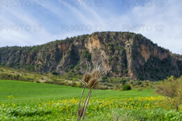 A dried thistle stands in sharp focus against the backdrop of a vibrant green meadow with blooming yellow wildflowers. In the distance, a towering cliff face rises under a clear blue sky, hinting at the beauty of spring in a natural landscape