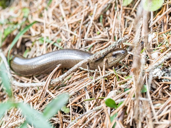 Slow worm (Anguis fragilis), near Tragoess, Styria, Austria, Europe