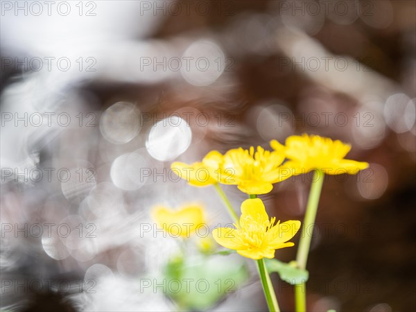 Marsh marigolds (Caltha palustris), banks of the Laming, near Tragoess, Styria, Austria, Europe