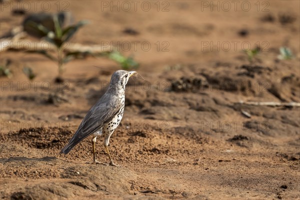 Acacia Thrush (Psophocichla litsitsirupe), Madikwe Game Reserve, North West Province, South Africa, RSA, Africa