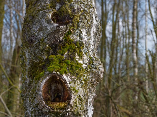 Birch (Betula pendula) with hollows in the trunk