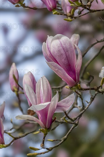 Blossoms of a magnolia (Magnolia), magnolia x soulangeana (Magnolia xsoulangeana), magnolia blossom, Offenbach am Main, Hesse, Germany, Europe