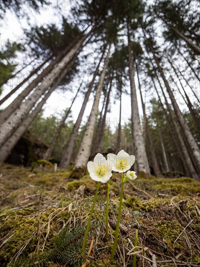 Christmas rose (Helleborus niger), near Tragoess, Styria, Austria, Europe