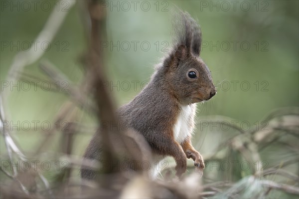 Eurasian red squirrel (Sciurus vulgaris), standing in the undergrowth of branches and looking attentively to the right, brush ears, winter fur, background blurred green, Ruhr area, Dortmund, Germany, Europe