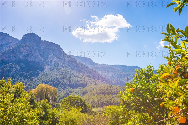 Sunny day in the mountains with blue sky and few white clouds, lush trees and some clouds, southern farmstead, building, house, rural scenery in the sunshine, mountain landscape and Mediterranean vegetation, orange trees (Citrus x sinensis L.) with ripe fruit, oranges, the mountains rise picturesquely in the background, spring, springtime, Biniaraix, valley of Soller, Majorca, Spain, Europe
