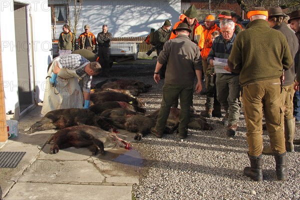 Wild boar (Sus scrofa) are processed immediately after the hunt, Allgaeu, Bavaria, Germany, Europe